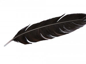 Crow Feather 3D Model