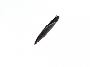Crow Feather 3D Model