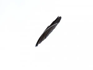 Crow Feather 3D Model