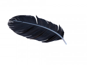 Crow Feather 3D Model