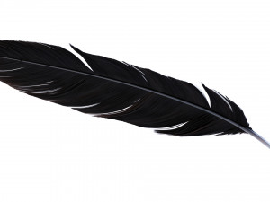 Crow Feather 3D Model