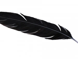 Crow Feather 3D Model