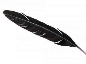 Crow Feather 3D Model