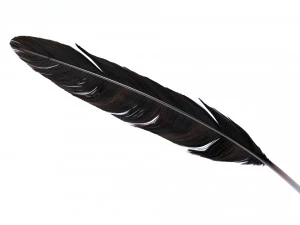 Crow Feather 3D Model