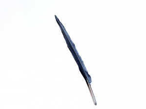 Crow Feather 3D Model