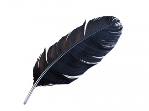 Crow Feather 3D Model