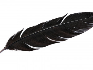 Crow Feather 3D Model