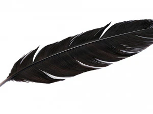 Crow Feather 3D Model