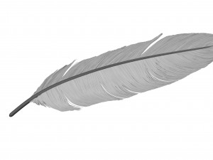Crow Feather 3D Model
