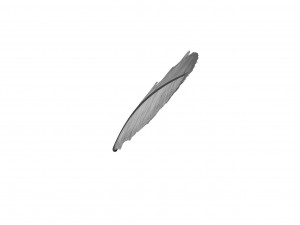 Crow Feather 3D Model