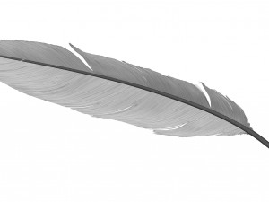 Crow Feather 3D Model