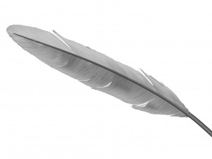 Crow Feather 3D Model