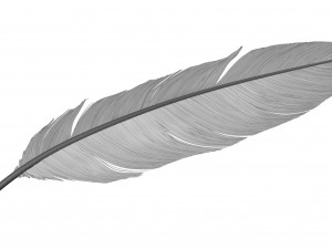 Crow Feather 3D Model