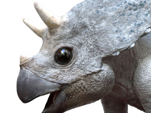triceratopsbaby 3d rigged model 3Dモデル