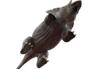 triceratopsbaby 3d rigged model 3Dモデル