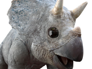 triceratopsbaby 3d rigged model 3Dモデル