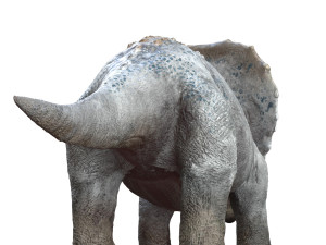 triceratopsbaby 3d rigged model 3Dモデル