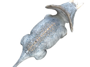 triceratopsbaby 3d rigged model 3Dモデル