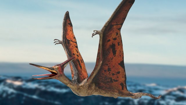 pteranodon animated rigged Model 3D .c4d .max .obj .3ds .fbx .stl .blend 