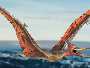 pteranodon animated rigged Model 3D