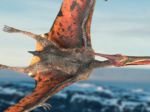 pteranodon animated rigged 3D Model