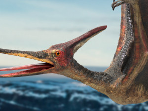 pteranodon animated rigged Model 3D