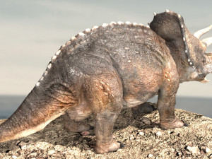 triceratops Model 3D