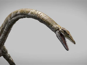 elasmosaurus rigged 3D Model