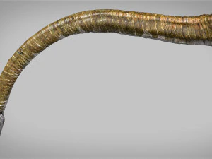 elasmosaurus rigged 3D Model