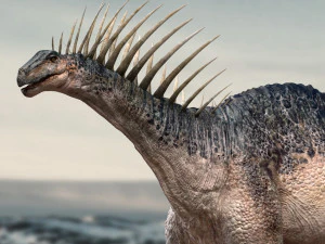 amargasaurus 3d rigged model 3D Model