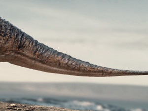 amargasaurus 3d rigged model Model 3D