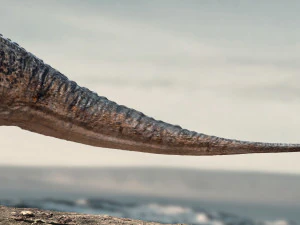amargasaurus 3d rigged model 3D Model