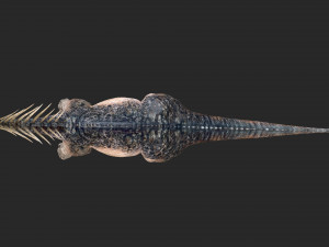 amargasaurus 3d rigged model Model 3D
