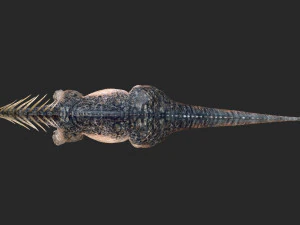 amargasaurus 3d rigged model 3D Model