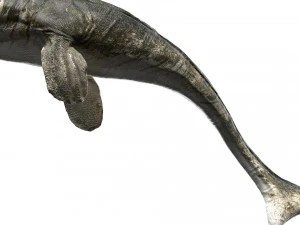 tylosaurus rigged 3D Model