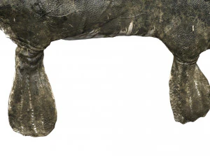 tylosaurus rigged 3D Model