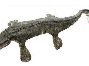 tylosaurus rigged 3D Model