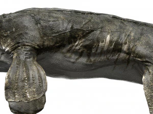 tylosaurus rigged 3D Model