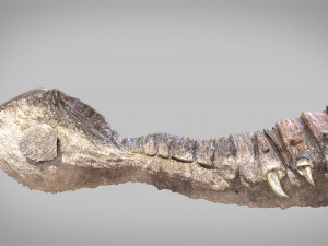 Ankylosaurus rigged Model 3D