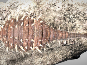 Ankylosaurus rigged Model 3D