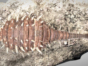 Ankylosaurus rigged 3D Model