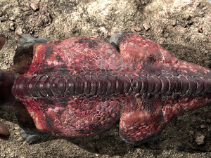 protoceratops 3d rigged 3D-Modell