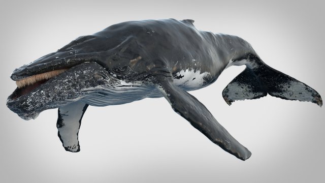 humpback whale rigged 3D Model .c4d .max .obj .3ds .fbx .stl .blend 