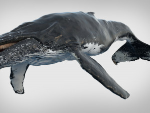 humpback whale rigged 3D Model