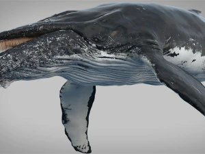 humpback whale rigged 3D Model