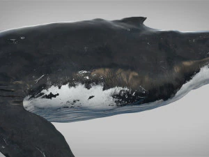 humpback whale rigged 3D Model