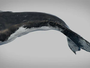 humpback whale rigged 3D Model
