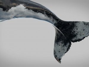 humpback whale rigged 3D Model