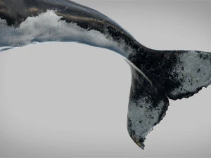 humpback whale rigged 3D Model