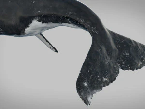 humpback whale rigged 3D Model